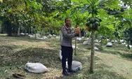 Dorong Ketahanan Pangan, Bhabinkamtibmas Polsek Rumbai Barat Sambangi Petani Pepaya, Ajak Lestarikan Pertanian