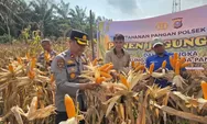 Kapolsek Tapung Pimpin Panen Raya Jagung di Desa Indrapuri, Wujud Nyata Dukungan Ketahanan Pangan 
