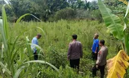 Terobos ilalang, Kapolsek Tapung Cek Lahan Program Ketahanan Pangan untuk Jagung Pipil 