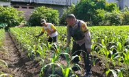 Bhabinkamtibmas Polsek Tapung Cek Tanaman Jagung Desa Binaan, Dalam Rangka Dukung Ketahanan Pangan Nasional