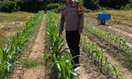 Polsek Rumbai Barat Sambangi Petani Jagung Manis, Dukung Ketahanan Pangan