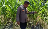 Dukung Ketahanan Pangan dan Antisipasi Gangguan Kamtibmas, Polsek Rumbai Barat Sambangi Petani Jagung