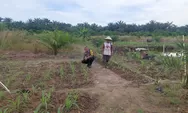 Dukung Ketahanan Pangan Nasional, Bhabinkamtibmas Polsek Tapung Cek Tanaman Jagung Desa Binaan