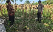 Dukung Ketahanan Pangan, Waka Polsek Tapung Cek Lahan yang Akan Ditanami Jagung