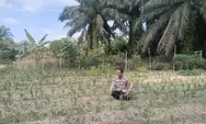 Dukung Ketahanan Pangan Nasional, Bhabinkamtibmas Polsek Tapung Rutin Cek Perkembangan Tanaman Jagung Petani Binaan