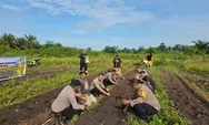 Dukung Ketahanan Pangan, Polsek Tapung Tanam Bibit Jagung di Lahan 1,5 Hektare
