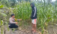 Polsek Batu Hampar Cek Pertumbuhan Jagung, Dukung Swasembada Pangan