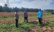 Dukung Swasembada Pangan, Polsek Tapung Laksanakan Pengecekan Lahan Jagung Pipil di Desa Indrapuri