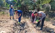 Dukung Program Ketahanan Pangan, Polsek Rengat Barat Tanam Kembali Lahan Gagal Panen Akibat Cuaca