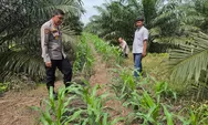Tak Kenal Lelah, Kapolsek Tapung Turun Langsung ke Lapangan Cek Perkembangan Tanaman Jagung