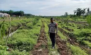 Dukung Ketahanan Pangan, Bhabinkamtibmas Desa Sumber Makmur Rutin Cek Pertumbuhan Tanaman Jagung Pipil