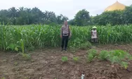 Pastikan Tumbuh dengan Baik, Polsek Tapung Rutin Lakukan Pengecekan Tanaman Jagung Pipil