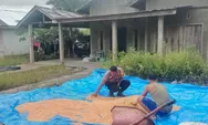 Dukung Ketahanan Pangan, Polsek Batu Hampar Monitoring Penjemuran Jagung Pipil 