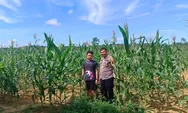 Polsek Tapung Monitoring Pertumbuhan Jagung Pipil, Tingkatkan Swasembada Pangan Nasional di Desa Batu Gajah