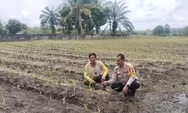 Dukung Program Ketahanan Pangan, Polsek Tapung Terus Pantau Pertumbuhan Jagung Petani Binaan