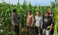 Dukung Swasembada Pangan, Kapolsek Tapung Bersama BPP, Kades dan Kelompok Tani Lakukan Pengecekan Lahan Jagung