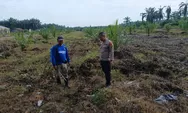 Dukung Swasembada Pangan, Bhabinkamtibmas PolsekTapung Dampingi Petani Lakukan Perawatan Tanaman Jagung