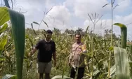 Dukung Swasembada Pangan, Bhabinkamtibmas Desa Muara Mahat Baru Monitoring Pertumbuhan Jagung Pipil 
