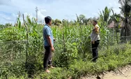 Bhabinkamtibmas Desa Batu Gajah Terus Monitoring Pertumbuhan Jagung Pipil Dilahan Seluas 0,5 Hektare