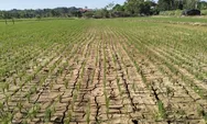 Waspada! BMKG Prediksi Puncak Kemarau Terjadi Juli-September 2026