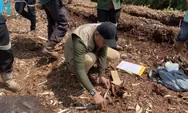 Lagi, Harimau Sumatera Terkam Manusia di Riau