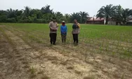 Polsek Tapung Terus Pantau Tanaman Jagung Petani, Komitmen Dukung Ketahanan Pangan