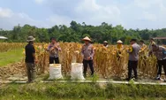 Kapolsek Rumbai Barat Hadiri Panen Jagung Pipil, Dukung Ketahanan Pangan