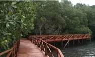 Mangrove Dewi Surga, Tempat Wisata Baru di Kabupaten Cirebon