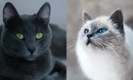 7 Kucing Ras yang Gemesin Banget dengan Mata Gede Bikin Meleleh dengan Pesona Imutnya!