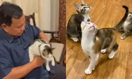 Menteri Pertahanan Prabowo Subianto Adopsi 3 Kucing, Bobby the Cat Hilang dari Sorotan, Netizen Tanya Kabar Terbaru
