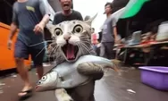 9 Jenis Ikan Keren Buat Makanan Kucing Gemoy! Cek Yuk Jenisnya Biar Anabul Tambah Hits!