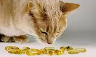 7 Manfaat Luar Biasa Minyak Ikan untuk Kucing Sehat dan Bahagia