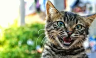 7 Tips Efektif Mengatasi Kucing yang Mengeong Terus, Babu yang Sering Terganggu Wajib baca!