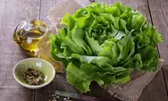 Bukan Sekedar Lalapan, Selada Bisa Turunkan Kolesterol Hingga Menjaga Menurunkan Berat Badan