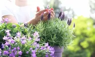 Bukan Hanya Lavender, Daftar 7 Tanaman Hias Pengusir Nyamuk yang Mudah Ditanam untuk Rumah Bebas Gigitan