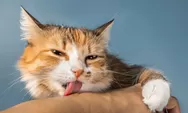 Pemilik Kucing Harus Tahu! Gerakan Telinga Kucing Bisa Kasih Kode Penting, Yuk Cek Arti Dibaliknya Biar Makin Paham!