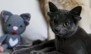 HEBOH! Ditemukan Anak Kucing Langka yang Memiliki Empat Telinga, Minat Adobsi?