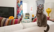 Rahasia Rumah Tetap Kinclong Meski Punya Kucing! Coba Tips Mudah Ini Biar Tetap Bebas dari Bulu dan Bau!