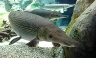 Ikan Aligator Gar Dilarang Dipelihara di Indonesia, Inilah 4 Alasan yang Berbahaya bagi Ekosistem dan Manusia