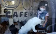 Oase Unik di Tengah Kota Bandung, Ngopi Sambil Bermain dengan Kucing di Warkop Modjok