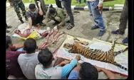 Kemenhut Bakal Tindak Tegas Pelaku Perburuan Liar yang Sebabkan Seekor Harimau Sumatera Mati dalam Keadaan Mengenaskan