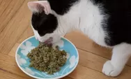 Resep Makanan Kucing Buatan Sendiri yang Populer dan Disukai, Dijamin Sehat dan Bergizi