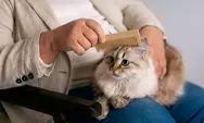 Cara Efektif Menghilangkan Bulu Kucing di Rumah, Praktis, Aman, dan Ramah Alergi