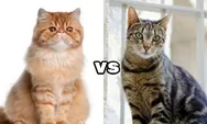 Pelihara Persia vs Kucing Kampung, Mana yang Bikin Dompet Aman dan Nggak Bikin Capek?