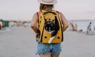 Bosan Liburan Sendirian? 5 Ras Kucing Ini Bisa Jadi Partner Traveling yang Lebih Seru dari Gebetan!