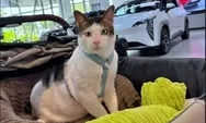 5 Kucing Influencer Indonesia Ini Bikin Netizen Klepek-klepek, Nomor 3 Punya Kebiasaan Bikin Merinding!