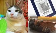 7 Kucing Ini Punya Jabatan di Pemerintahan, dari Petugas Resmi hingga 'Penghuni Istana Negara' Bareng Presiden!