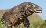 Bencana Iklim Mengintai Komodo, Indonesia di Ambang Krisis Ekologis