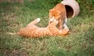 Kucing Liar Bikin Resah? Begini Cara Cerdas dan Ramah untuk Mencegah Mereka Berak Sembarangan