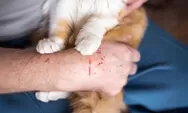 Dicakar Kucing? Jangan Panik Dulu Ternyata Ini Bahaya Rabies yang Jarang Orang Tahu dan Cara Cegahnya Menurut Pakar IPB
